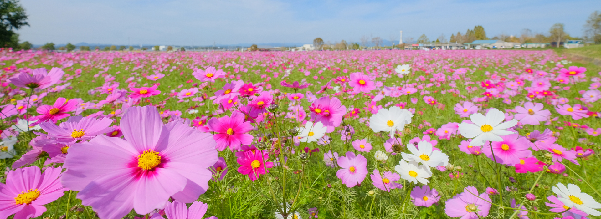 ひまわり畑にダイブしよう！花と緑に囲まれた人気の公園