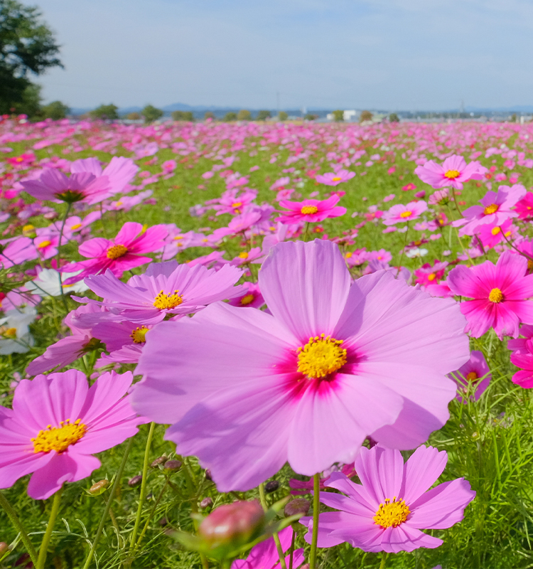 ひまわり畑にダイブしよう！花と緑に囲まれた人気の公園