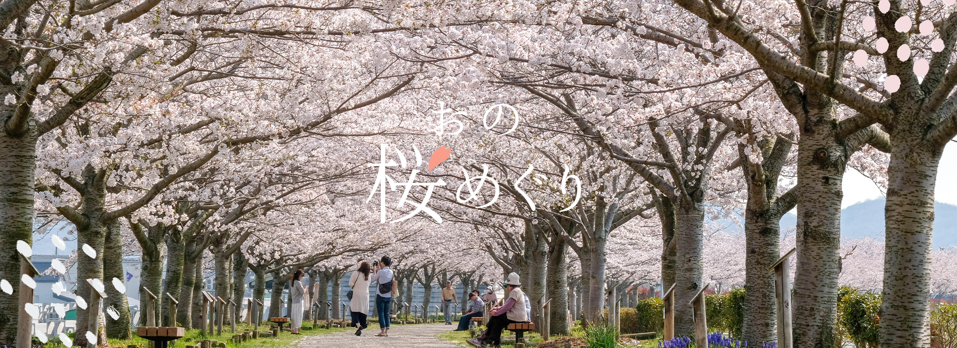 おの桜めぐり