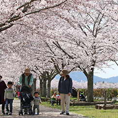 おの桜づつみ回廊 サムネイル